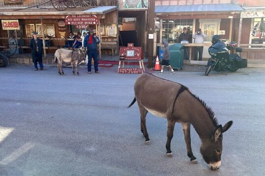 Oatman Mining Camp Burros Museums Scenic RT66 Tour