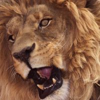 Zoo Tickets & Passes